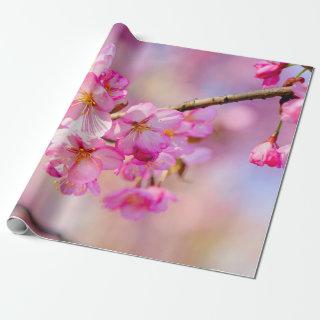 Spring Festival Of Pink Sakura Blossoms