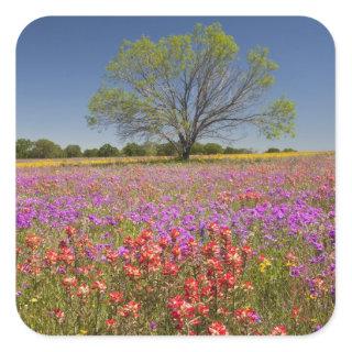 Spring mesquite trees growing in wildflowers, square sticker