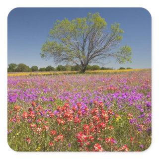 Spring mesquite trees growing in wildflowers, square sticker