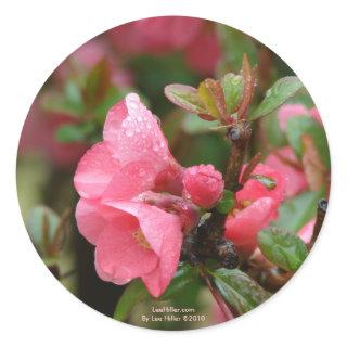 Spring Pink Flowering Quince Classic Round Sticker
