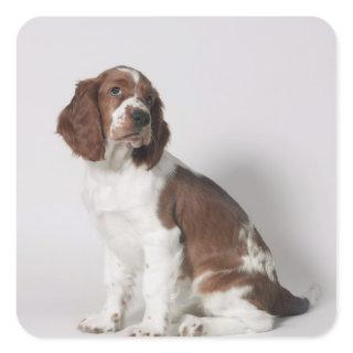 Springer spaniel square sticker