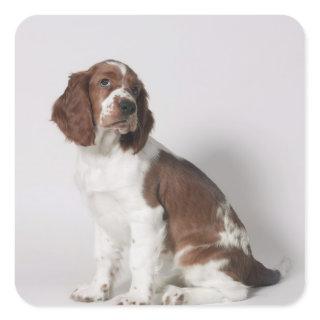 Springer spaniel square sticker