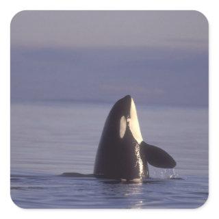 Spyhopping Orca Killer Whale (Orca orcinus) near Square Sticker