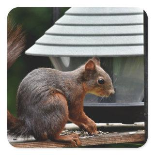 Squirrel at the Bird Feeder Square Sticker
