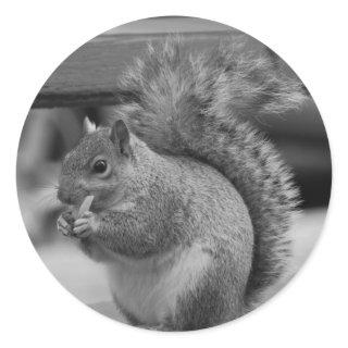 Squirrel Classic Round Sticker