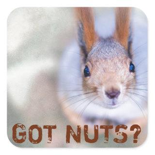 Squirrel looks at you square sticker