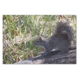 Squirrel on a Log Tissue Paper