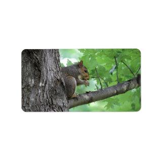 squirrel on the tree oval sticker