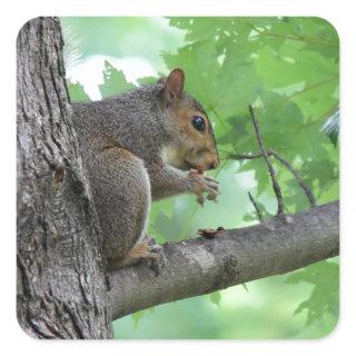 squirrel on the tree square sticker