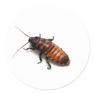 Squish the Hisser Classic Round Sticker
