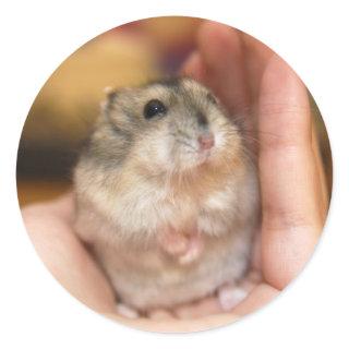 Standing Baby Hamster Classic Round Sticker