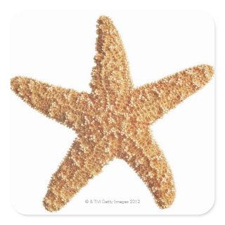 Starfish isolated on white square sticker