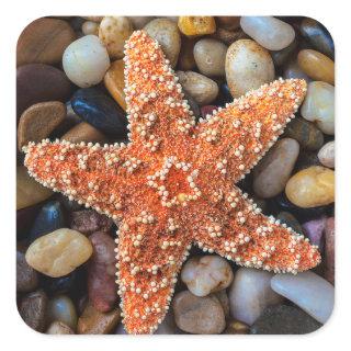 Starfish On Rocks Square Sticker