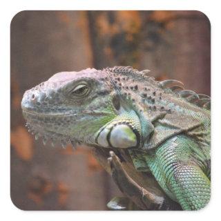 Sticker with colourful Iguana lizard
