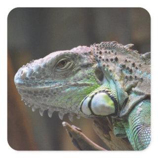 Sticker with head of colourful Iguana lizard