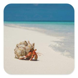 Strawberry Hermit Crab | Coenobita Perlatus Square Sticker