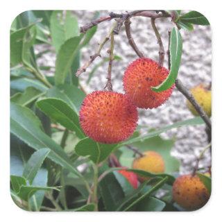 Strawberry tree cane apple ( Arbutus unedo ) plant Square Sticker