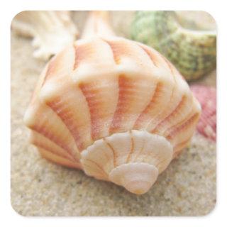 Striped Sea Shell Lightning Whelk Square Sticker