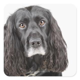 Studio portrait of cocker spaniel square sticker