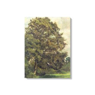 Study of an Ash Tree, c.1851 (oil on paper on pane Canvas Print