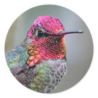Stunning Male Anna's Hummingbird on the Plum Tree Classic Round Sticker