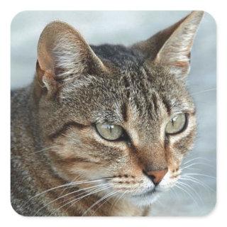 Stunning Tabby Cat Close Up Portrait Square Sticker