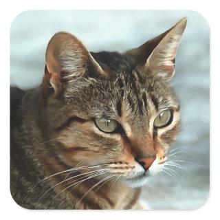 Stunning Tabby Cat CloseUp Artistic Portrait Square Sticker
