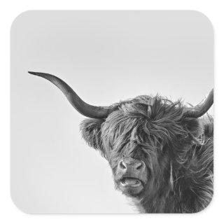 Sturdy highland cow in monochrome square sticker