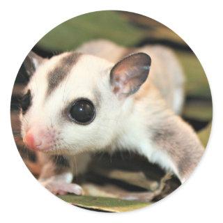 Sugar Glider Classic Round Sticker