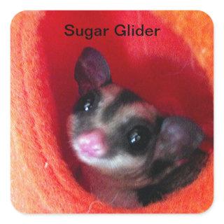 Sugar Glider in Orange Hanging Bed Square Sticker