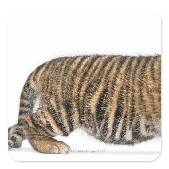 Sumatran Tiger cub - Panthera tigris sumatrae (3 Square Sticker
