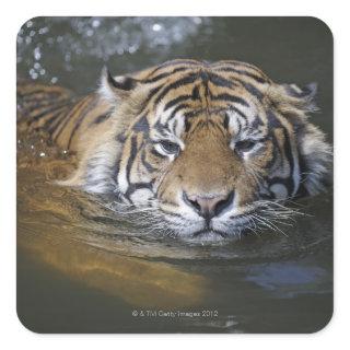 Sumatran tiger, Panthera tigris sumatrae Square Sticker
