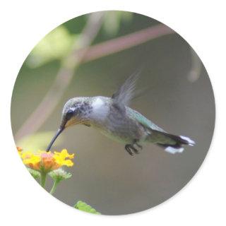 Summer Humming Classic Round Sticker