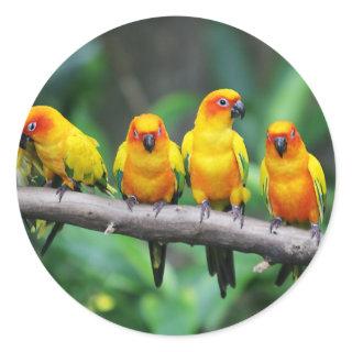 Sun Conures Classic Round Sticker