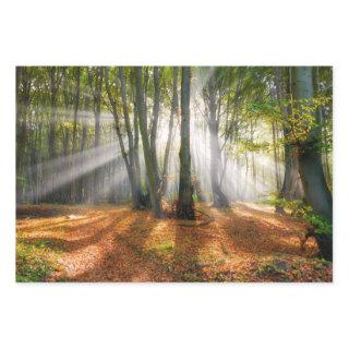 Sunbeams in a misty beech tree forest in autumn -  sheets
