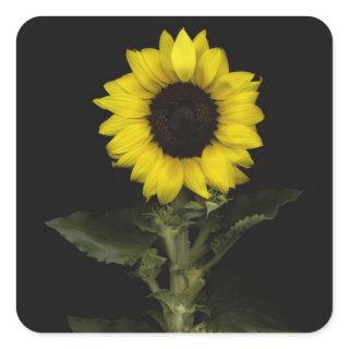 Sunflower 11 square sticker