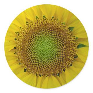 Sunflower and Seeds, Spiral, Golden Ratio  Classic Round Sticker