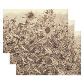 Sunflower Field Vintage Sepia Tone Decoupage  Sheets
