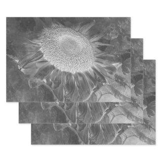 Sunflower Negative Black And White Vintage Antique  Sheets