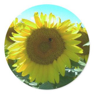 Sunflower Power-Sticker Classic Round Sticker