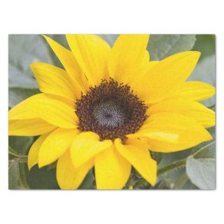 sunflower tissue paper