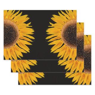 Sunflower Yellow Symmetrical Black Background  Sheets