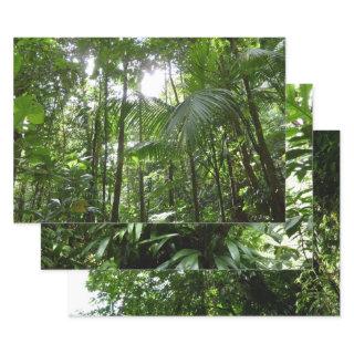 Sunlight Through Rainforest Canopy Tropical Green  Sheets