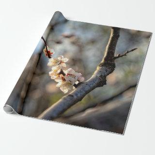 Sunlit Japanese Apricot Sakura White Flowers