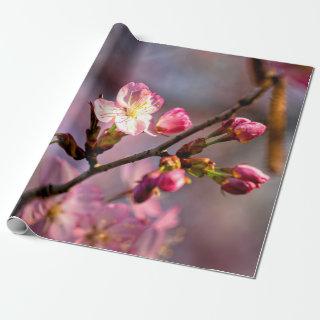 Sunlit Sakura Flowers And Buds On A Clear Day