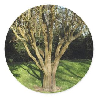 Sunlit Tree Classic Round Sticker