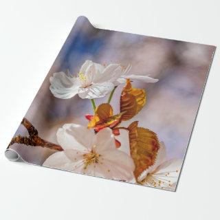 Sunlit White Sakura Flower And Orange Leaves