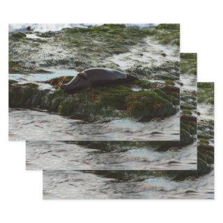 Sunset Lit Harbor Seal II at San Diego  Sheets
