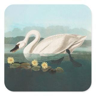 swan audubon bird white water swans square sticker