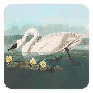 swan audubon bird white water swans square sticker